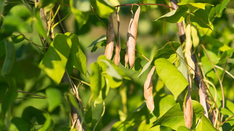 How to Grow & Dry Black and Yellow Eye Beans for Storage