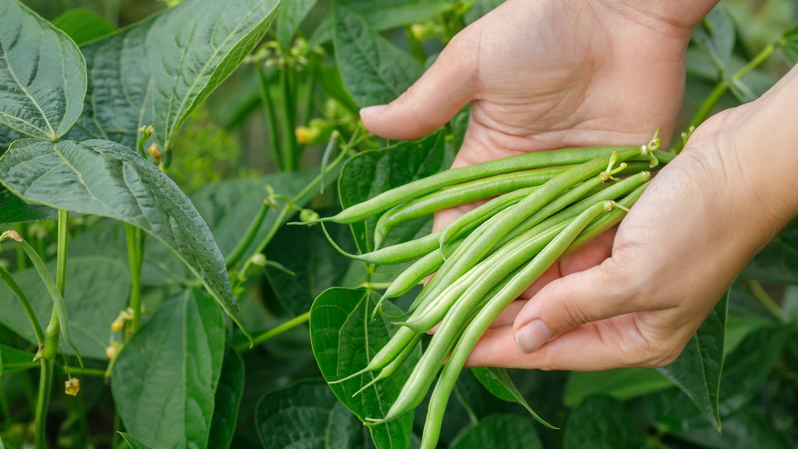 Tips for Drying Homegrown Beans on the Plant and Indoors